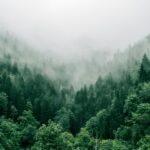 marita-kavelashvili-ugnrXk1129g-unsplash